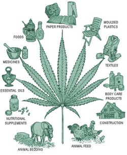 phoenixfloe:  thehempioneer:  Save the Earth, Join me in the Hempvolution!   Seriously, the fact that producing industrialized hemp in the U.S. is illegal is an outrage on so many levels.. Makes hemp seeds SO expensive. But they are an INCREDIBLE super