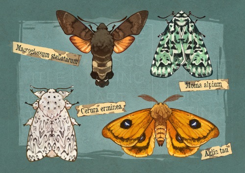 More Moths! Do You Like Em Fluffy Or With Wacky Colours?