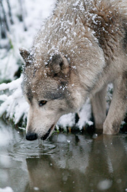 captivating-animals:  Moose, one of our Wolves