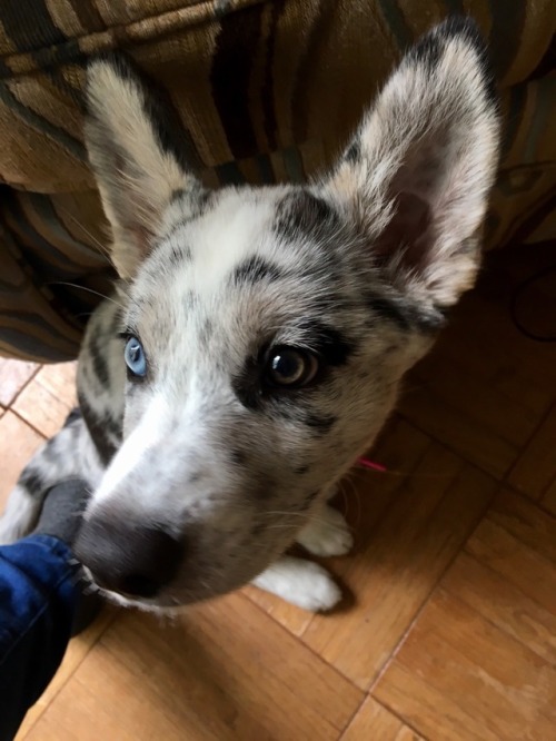 God She's Just So Pretty? Side Note: Dogblr, Can You Guys Give Me Some Puppy Training Tips? Specifically