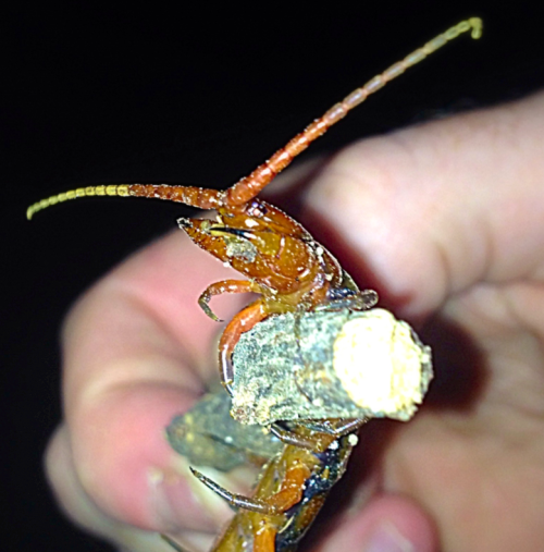 Giant Centipede in St. Kitts