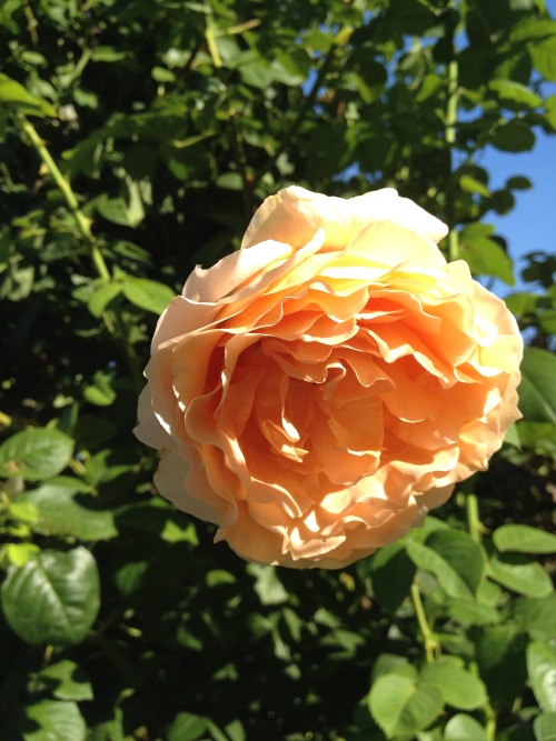 peach rose