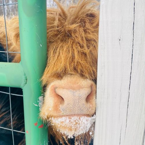 keep yur chin up cow friends-heilan coo via raven house 