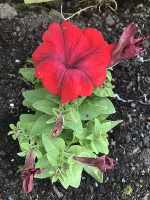 from my grans garden, 6/14/17