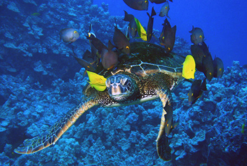 princessailorscout:  nubbsgalore:  photos by mike roberts, masa ushioda, peter liu and doug perrine of green sea turtles being cleaned by yellow tangs, goldring surgeonfish and saddle wrasse. by feeding on the algea and parasites which grow on the turtle