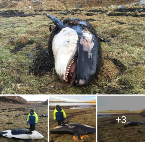 A juvinile male has washed up in Eshaness. Very sad for the Northern Isles pod to lose a young pod m