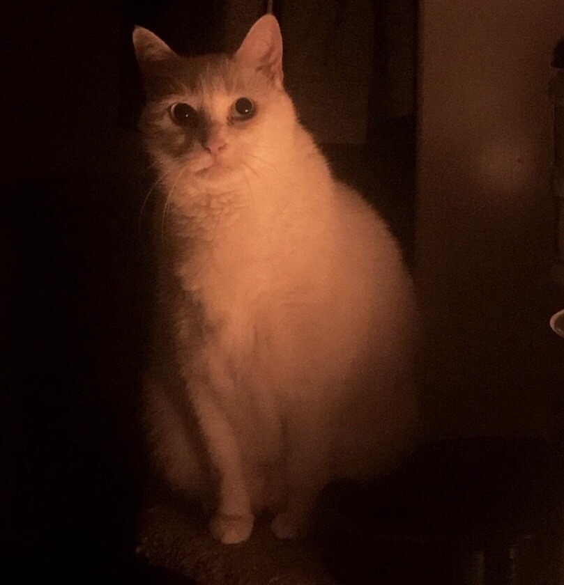 catsuggest:  Smudge looks like a Renaissance painting in this