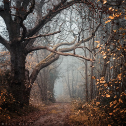 bookofoctober:Autumn Mantra by Oer-Wout 