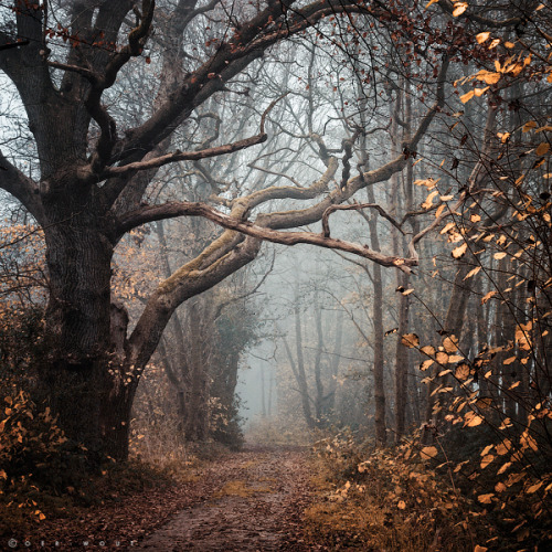 bookofoctober: Autumn Mantra by Oer-Wout