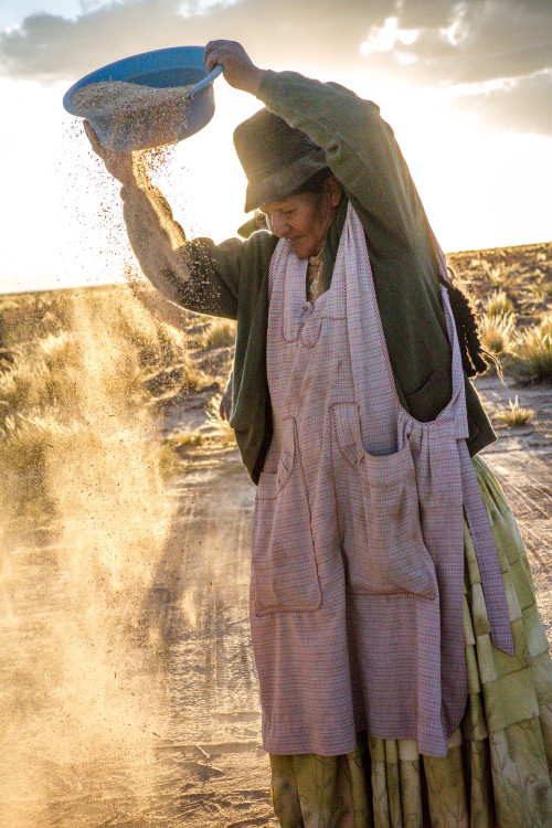 Quinoa Harvest: Bolivia - 2015