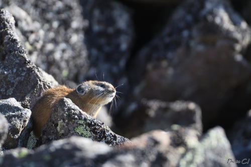 todayintokyo:  Pikas and canoeing in Hokkaido, photographed by @cctrain0722