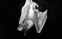 blackoutraven:  &ldquo;Ghost Bat&rdquo; by Leanne Allen 