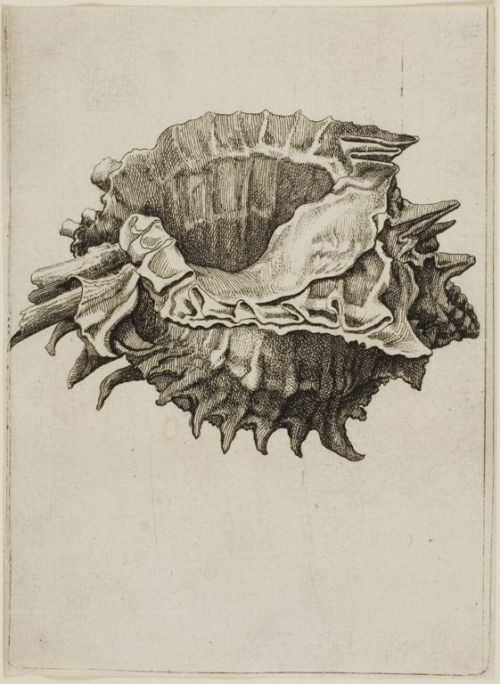 Murex Brevifrons Lam (c. 1640) Etching Wenceslaus Hollar (1607 - 1677)