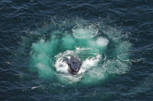 Humpback whales use a special hunting technique known as bubble net feeding. Whales, either individu