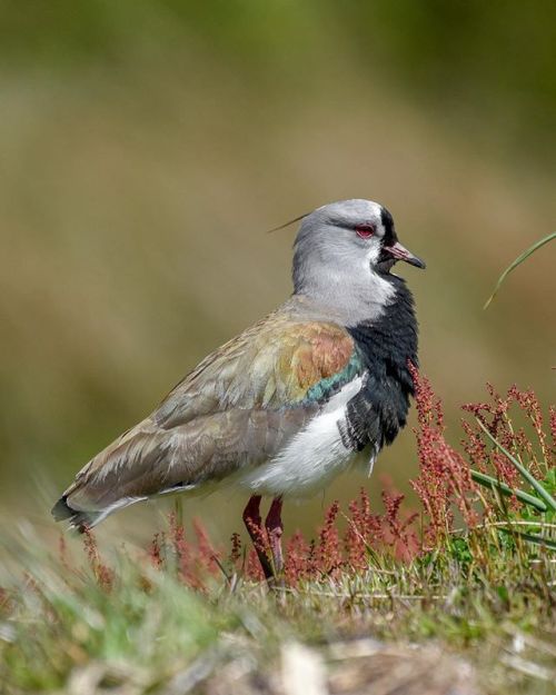 crookedindifference:A Southern Lapwing, the only crested wader in South America, searches for insect