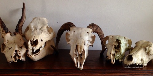 roadkillandcrows:A few of my favourite skulls.