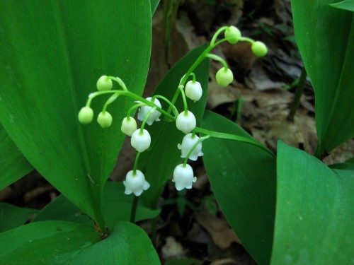 aonodreamland: Suzuran aka Lily of The Valley