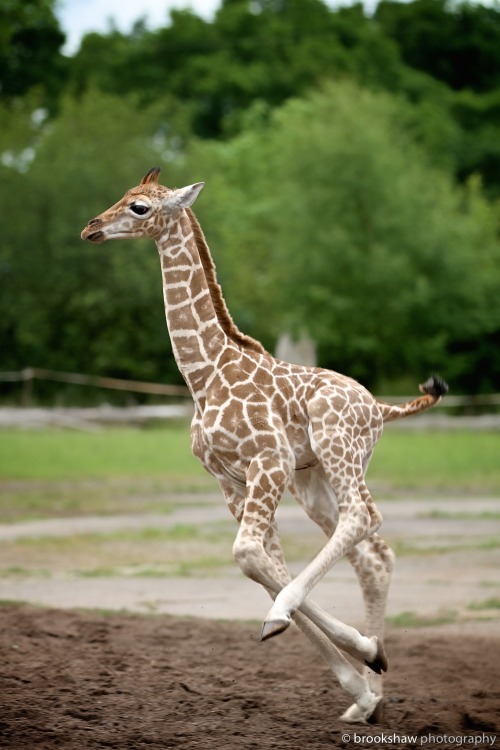 brookshawphotography: Another shot of Sanyu, a two-week-old male Rothschild giraffe at Chester Zoo.J