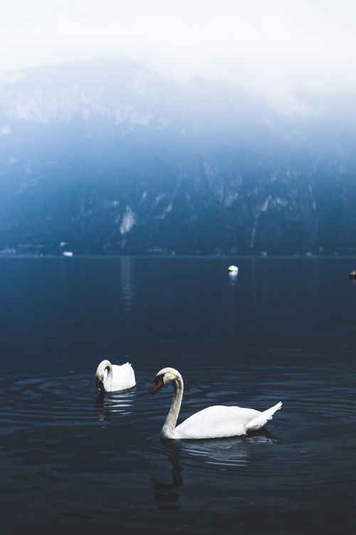 motivationsforlife:Swans by Niilo Isotalo