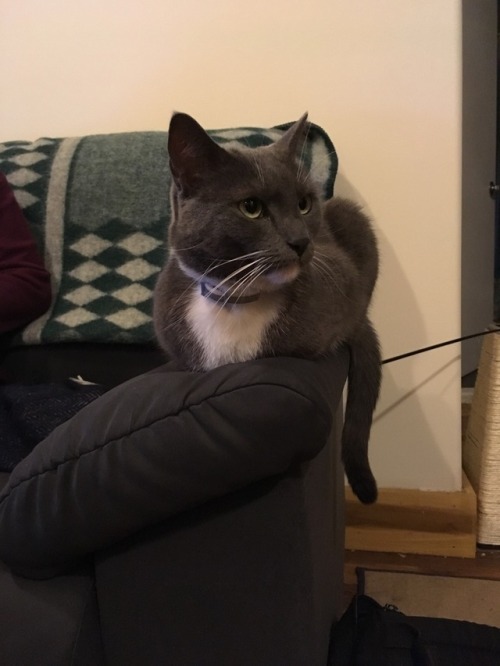 veliseraptor: queen vashti moods: windowsill, model, loaf, doof, sleepy, and tote bag