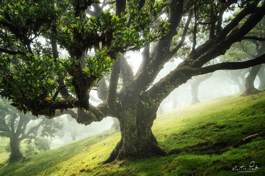 te5seract:One-two tree, King of the forest &amp; Entangled by  Martin Podt  