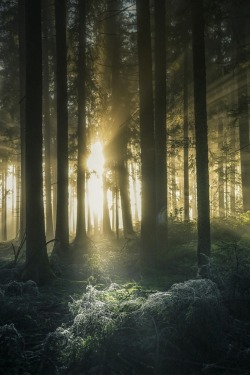 ponderation:  Mytischer Wald by Tobias Ackermann