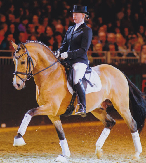 FS Champion de LuxeFS Cocky Dundee x SFS Golden FleurGerman Riding Pony, Stallion14.1hhBorn 199