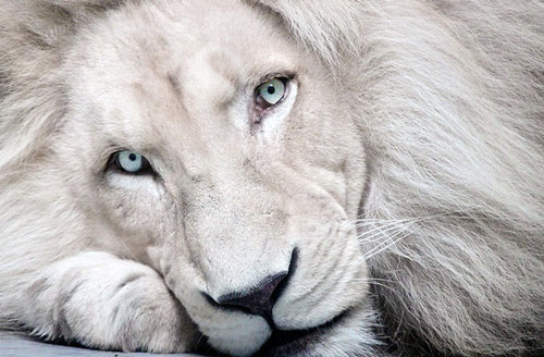 lordmaahes-nsc - Roars in the night turn into purrs come morn~