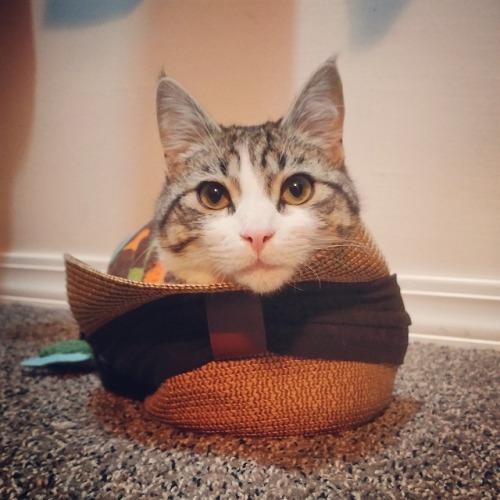 If Oliver fits, he sits. Also, Im sure theres a cat in the hat pun in there somewhere.(submitte