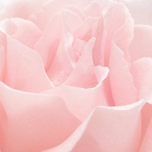 kiiseu:  Pastel pink flowers | 1 2 3 4 5 6 7 8 9 