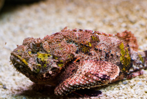 Reef stonefish