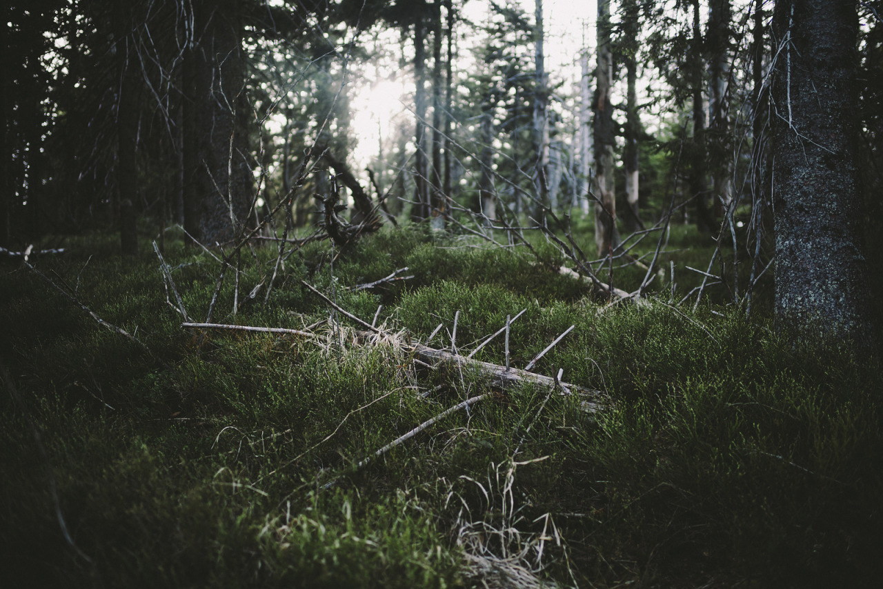 atraversso:  Sun, Trees and Love  by Daniel Fuchs 