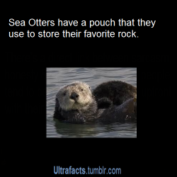 termanal-velocity:ultrafacts:vancity604778kid:ultrafacts:  eevil-sdrawkcab:  ultrafacts:  More Ultrafacts (Source)  Ahahaha why a rock!?  They use the rock as a tool to crack open clams and sometimes they play with it for fun. P.S: Not just sea otters,