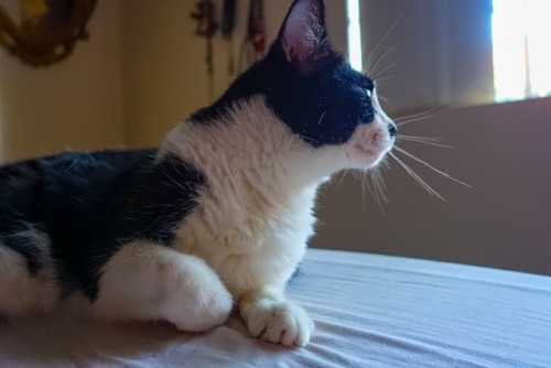 itstawnyd00d:Always enjoying the natural light ❤️  @mostlycatsmostly