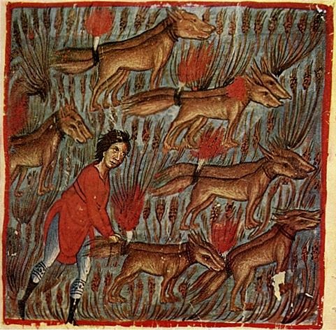 Samson and the Foxes.  Miniature from a 13th century Octateuch, illustrating Judges 15:4-5: “S