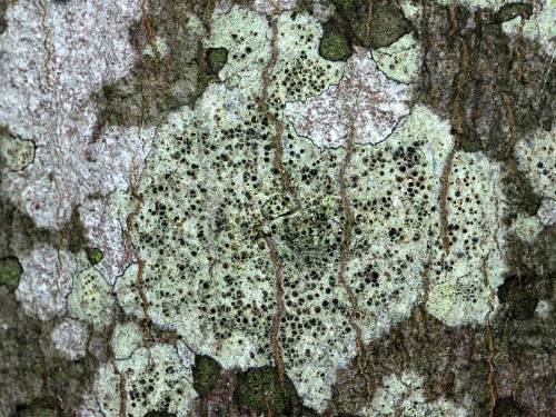  Lecanora mughicolaSo often when I see the scientific names of lichens, I wonder if the people who n