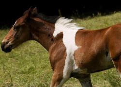blazepress:  Horse born with the markings