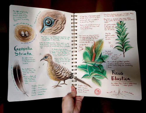 The ninth page of my naturalist journal is the best page I&rsquo;ve done so far  Now we&