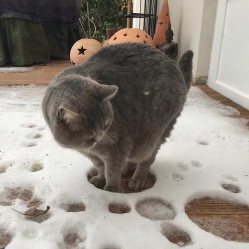 atraversso:Cats and snow don’t mix