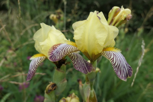 Iris germanica — German iris