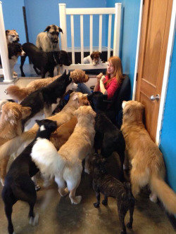 awwww-cute:  This is what happens when you try to eat beef jerky in a dog daycare 