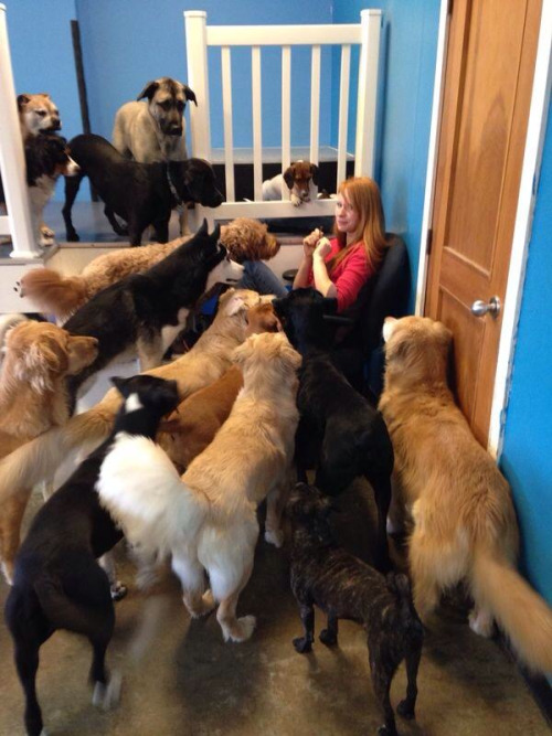 awwww-cute:  This is what happens when you try to eat beef jerky in a dog daycare 