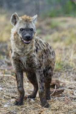 marcelosiqueiradasilva:  Waiting spotted hyena by Tambako the Jaguar on Flickr. 
