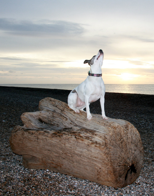 sea dog