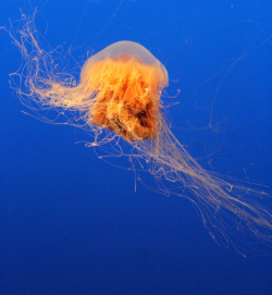mbainternexperience:  Rawr! These lion’s mane jellies can practically shapeshift into stringy blobs 