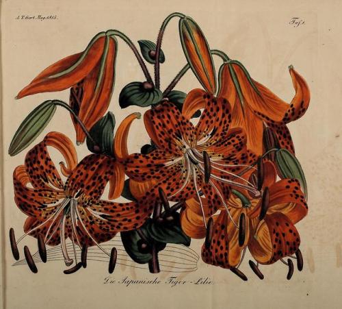 heaveninawildflower:  Tiger Lily taken from ‘ Fortsetzung des Allgemeinen teutschen Garten-Magazins’