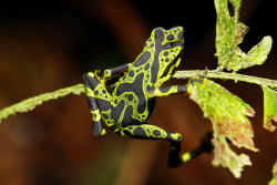 libutron:  Condoto Stubfoot Toad - Atelopus spurrelli This beautiful patterned amphibian is a toad scientifically named Atelopus spurrelli (Bufonidae), a Vulnerable species endemic to the Colombian pacific lowlands in Valle de Cauca, Risaralda and Choco