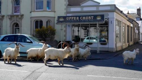 cottageinthelandserene:Because everyone is in lockdown, the wild mountain goats have taken over a to