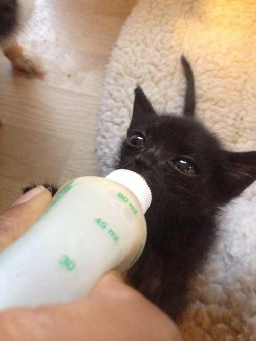 hillarygayle: thrintagecats: catsbeaversandducks: His name is Bartok and he’s the cutest baby 