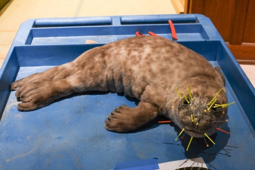 The Harbor Seal pup is finished and with his new family at the Santa Barbara Museum of Natural Histo